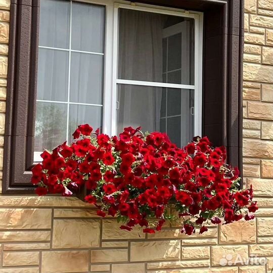 Семена Партнер