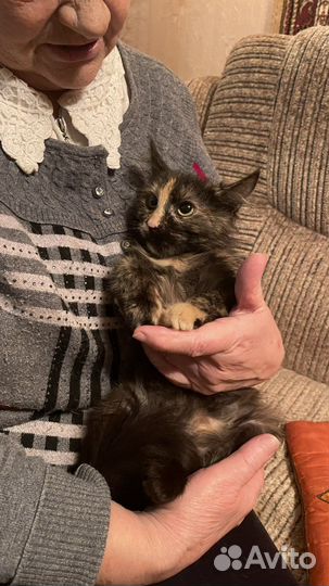 Котенок в добрые руки