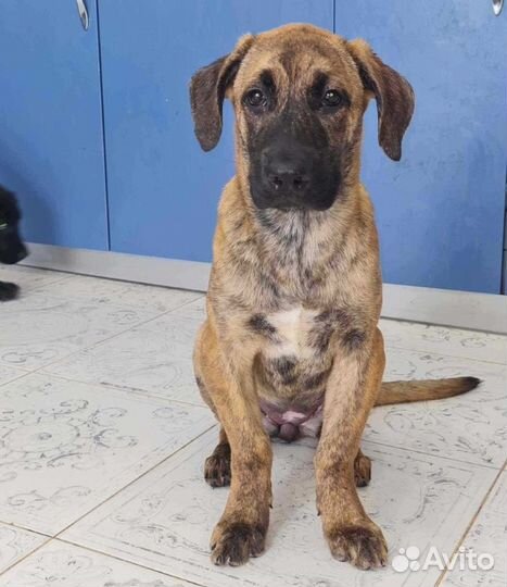 Щенки метисы кане корсо в добрые руки