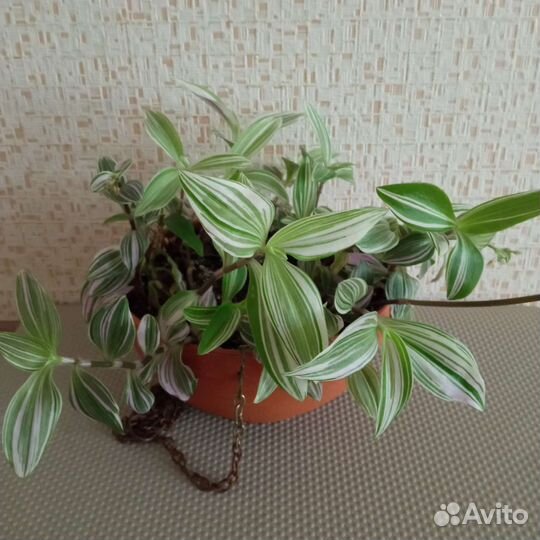 Традесканция