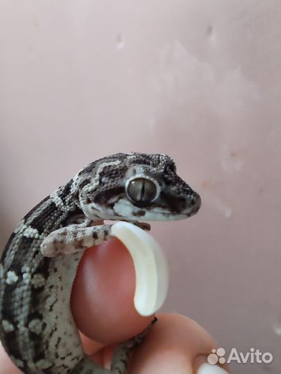 Гадюковый геккон