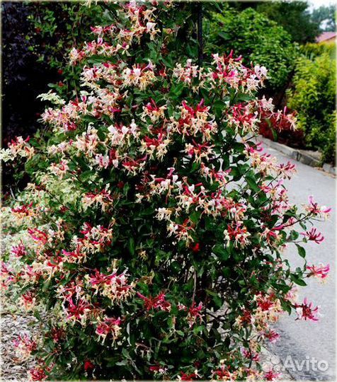 Жимолость серотина