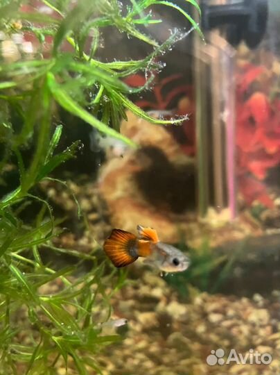 Аквариумные рыбки гуппи