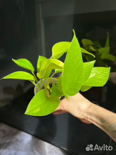 Сциндапсус неон