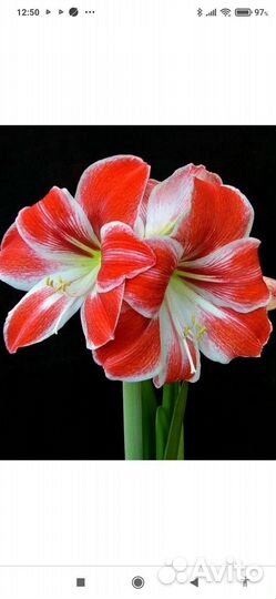 Цветы и рассада