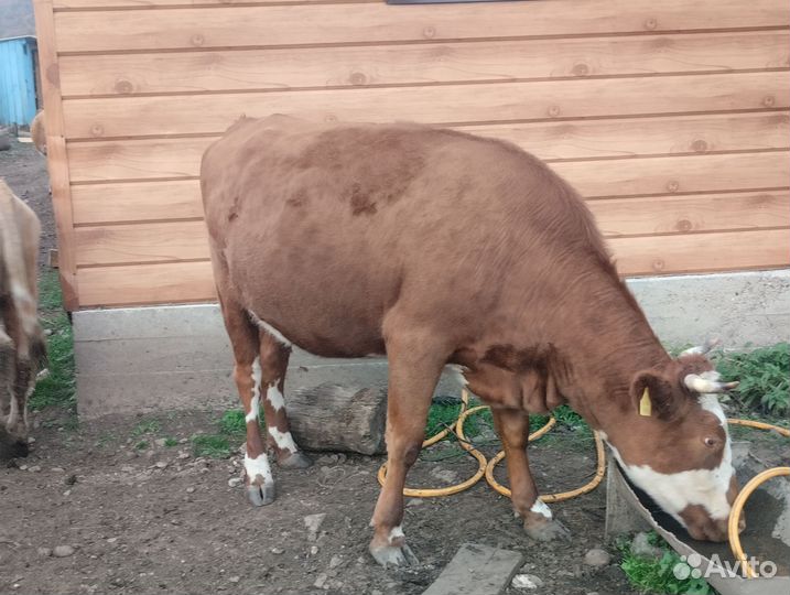 Продам корову и бычка