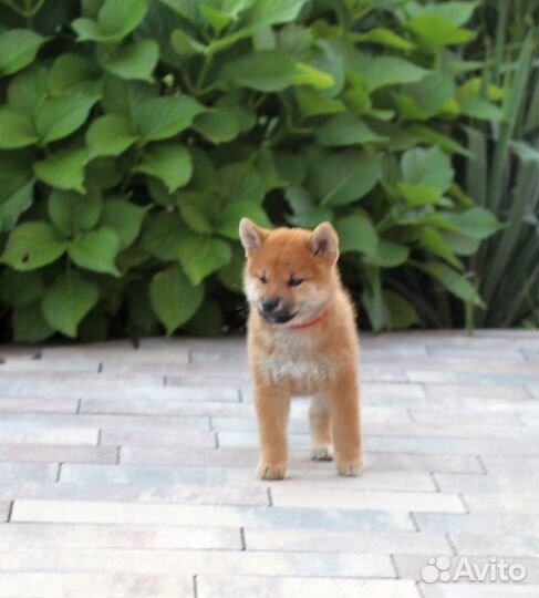 Классные щенки сиба шиба ину