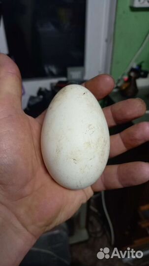Домашние гусиные яйца