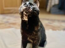 Крупная кошка метис