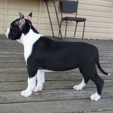 Американский стаффордширский терьер, щенок