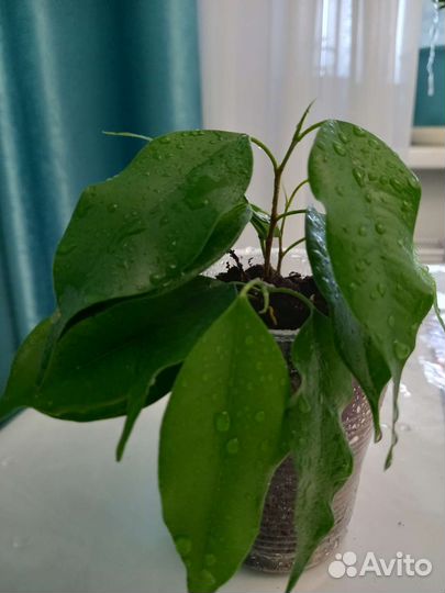 Комнатные цветы