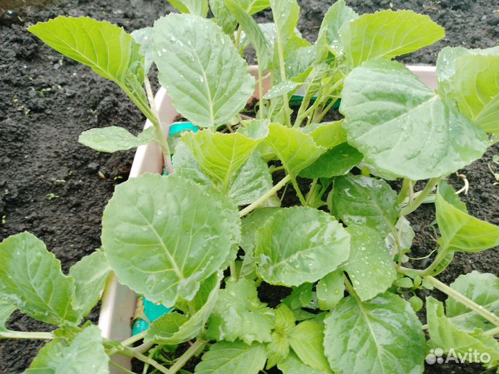 Рассада помидоры, огурцы, баклажаны, перцы