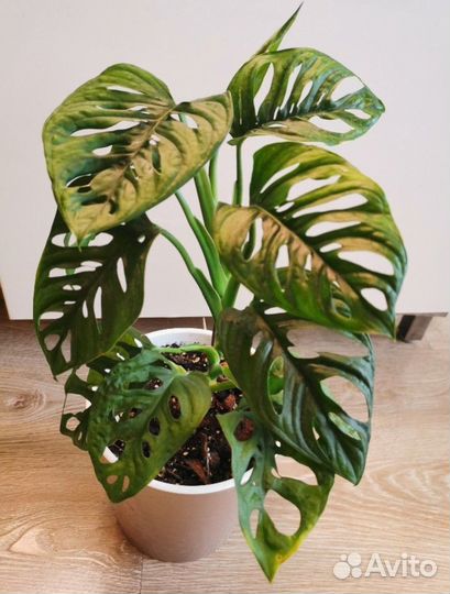 Монстера манки маск