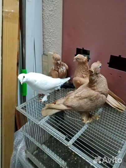 Продажа голубей