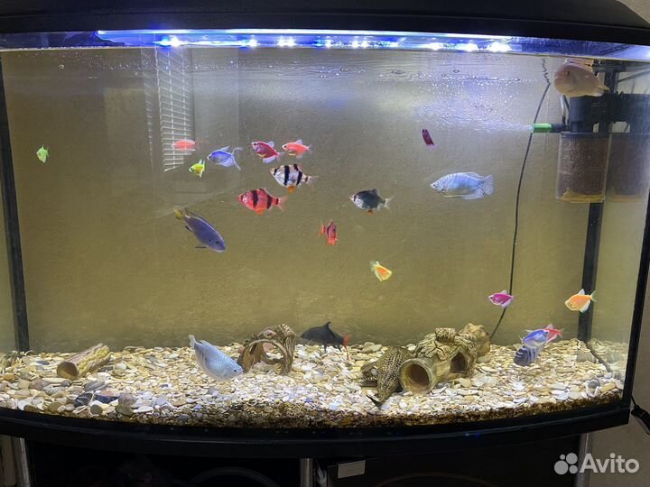 Аквариум 250 литров с тумбой