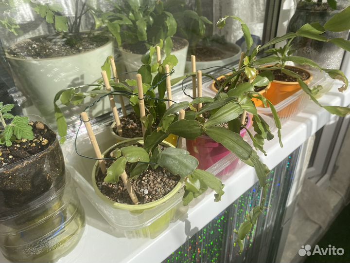 Цветок Декабрист шлюмбергера