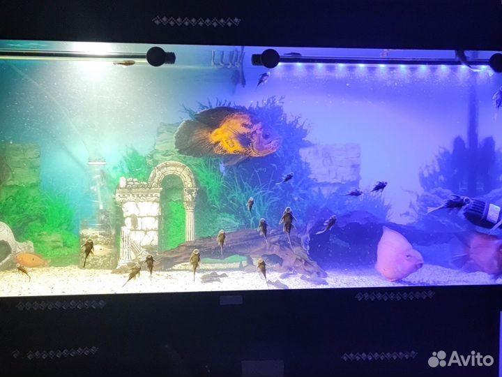 Продам сомиков