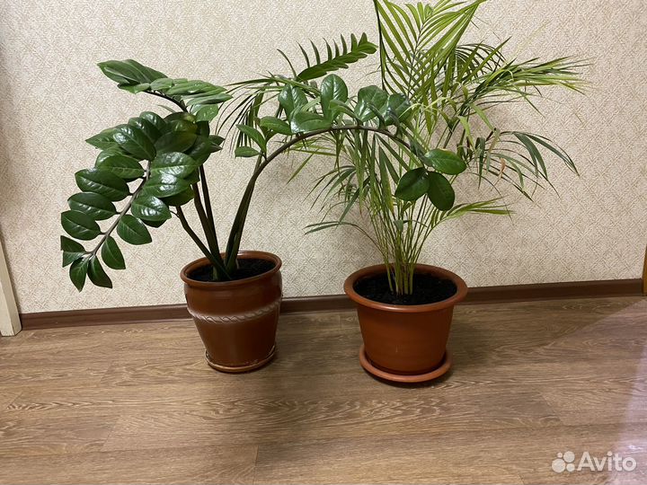 Комнатные цветы бесплатно