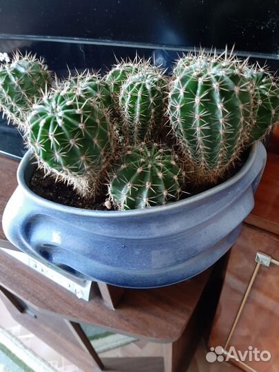 Домашние цветы