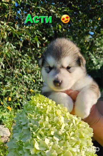 Щенки маламут
