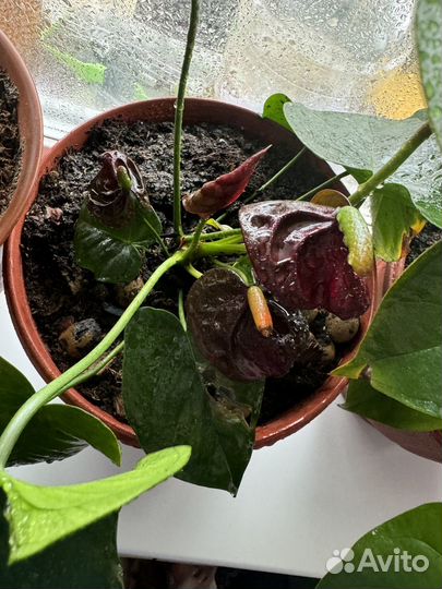 Антуриум челси шоколад