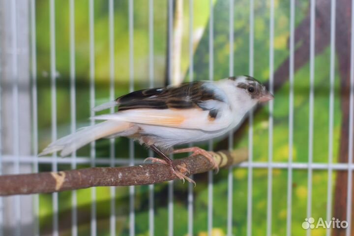 Кенара и канарейки