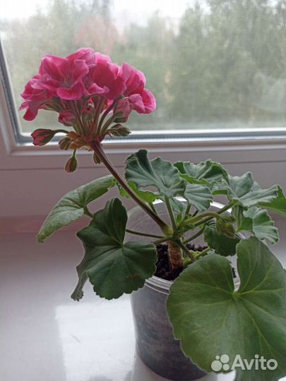 Пеларгония герань