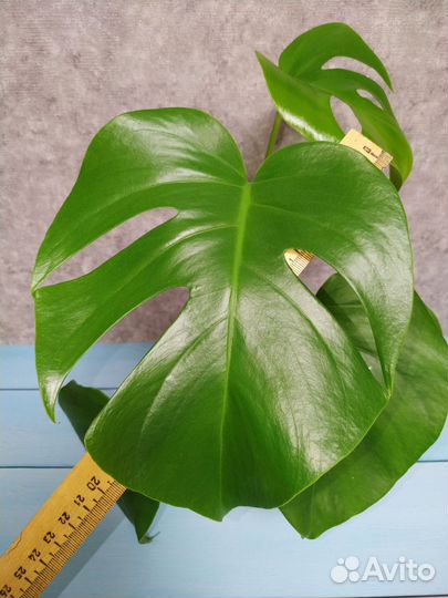 Монстера - Борзига