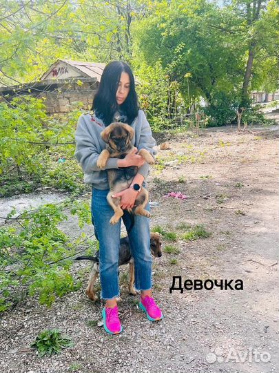 Щенок в добрые руки