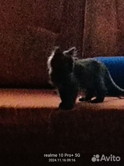 Кошечка в добрые руки