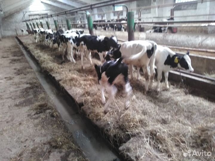 Бычки на откорм