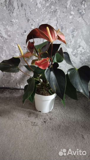 Антуриум новинки