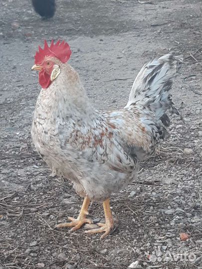 Петух рабочий возраст год