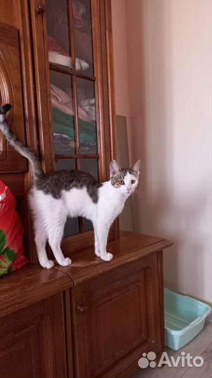 Котик в добрые руки