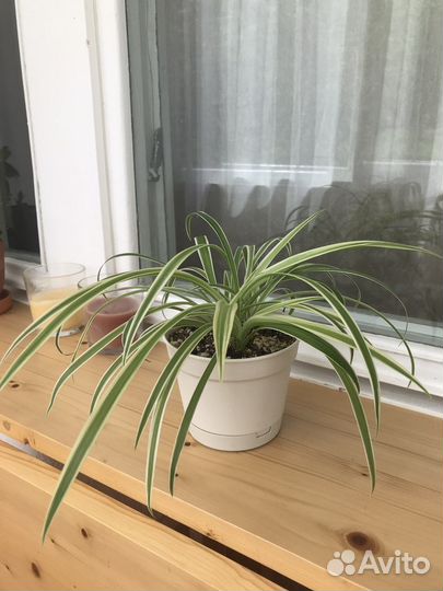 Хлорофитум с горшком d12см