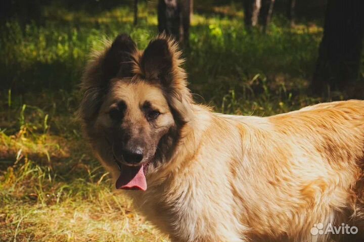 Спасите Пушка из приюта