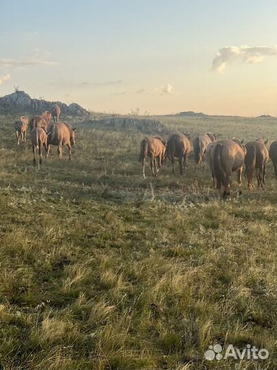 Лошадь, молодняк, прошлогодные 15голов