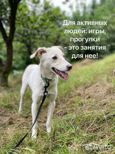 Собака в добрые руки