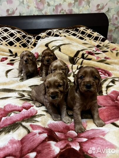 Продаются щенки Английского кокер-спаниель
