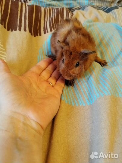 Морская свинка