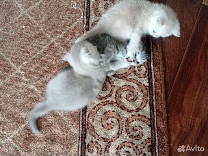 Британская вислоухая кошка