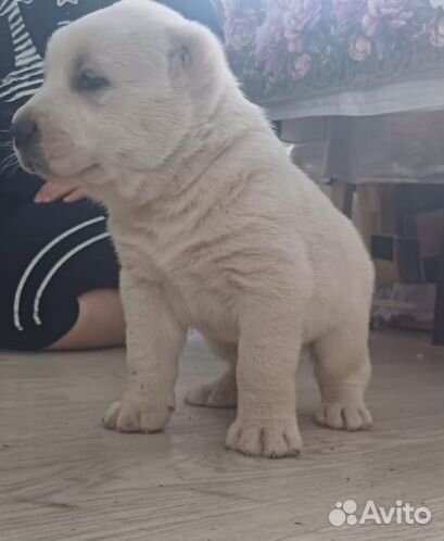 Щенки сао алабай