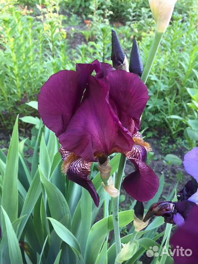 Ирисы сортовые