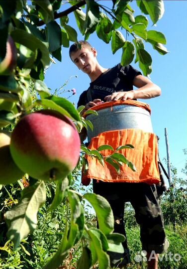 Работник по сборке яблок