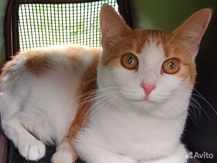 Кошка/котенок в добрые руки