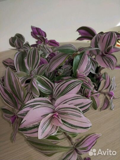 Традесканция