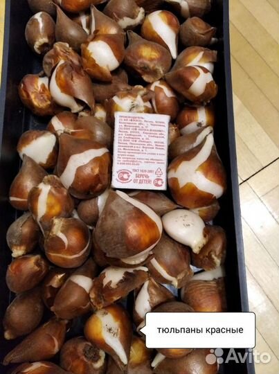 Луковицы тюльпанов