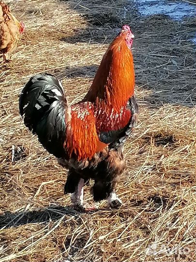 Молодые петушки