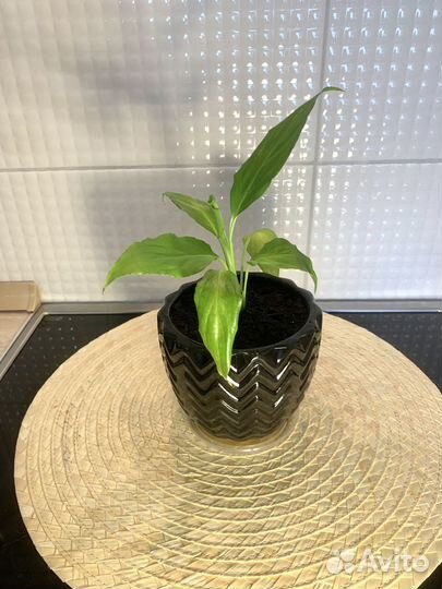 Спатифилум