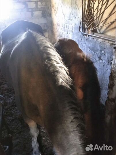 Кобыла с жеребенком